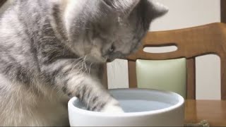 猫が手で水を飲む理由。【猫】手で水を飲む猫3 Cat drinking water by hand 3