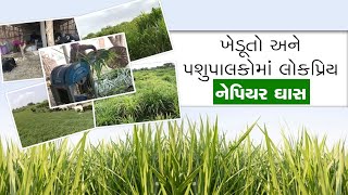 Know what is Napier Grass| ખેડૂતો,પશુપાલકોમાં ખૂબ લોકપ્રિય બની રહ્યું 'નેપિયર ઘાસ',જાણો તેની વિશેષતા