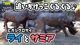 【天王寺動物園】なかよく追いかけっこぐるぐる🦏🦏🌀サミアちゃんを追尾するライくん[Tennouji Zoo] Black Rhino,Rai and Samia