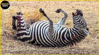 45 Horror Moments Zebra Injured But Still Alive Caught On Camera