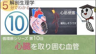 循環器シリーズ第10回「心臓を取り囲む血管」おたまじゃくし先生の解剖生理学講座