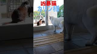 あの凶暴猫のカリン様がボンボンじゃらしに唸り声‼️ Ferocious cat #shorts