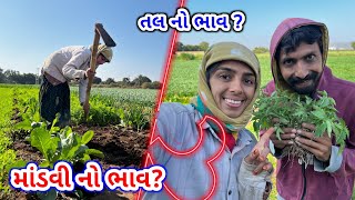 માંડવી નો તોલ | શું ભાવ આવ્યો | કેટલી માંડવી થય | તલ કેટલા થયા | JSK Life 925