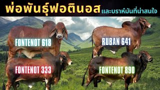 รวมพ่อพันธุ์วัวบราห์มันฟอตินอสและบราห์มันที่น่าสนใจ