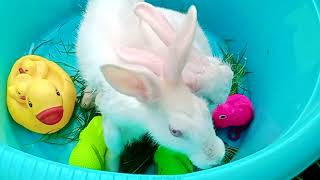 rabbits with mother duck | khargosh or batak | @chicksducklings5905