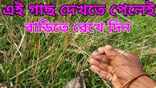 চোর কাঁটা গাছে কি কাজ হয় | চোর কাঁটা গাছের উপকারিতা | chor kanta gacher gunagun