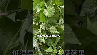 蚕豆为什么不能种的太早了#种植小技巧  #阳台种植 #自己种的纯天然的绿色蔬菜 #种菜