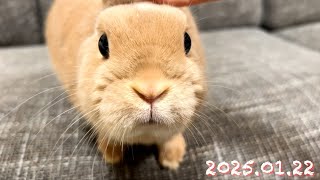 【おやつが食べたい】毎日の60秒ひなちゃん🐰✨【2025.01.22のひな】[うさぎ]