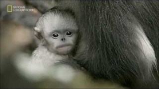 Małpy z krainy shangri la: Rzeczywiste  Yeti -Film dokumentalny Lektor PL