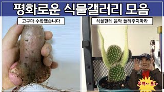 언제나 평화로운 식물갤러리 모음ㅋㅋㅋ