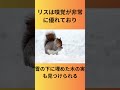 「【動物雑学】リスの驚き特徴5選🐿️森の軽業師の意外な秘密とは？音声 voicevox ずんだもんbgm もっぴーさうんど「escort」 ポケット動物図鑑 リス」