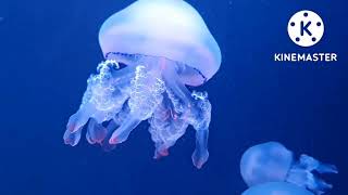 #swimming_jelly_fish #aquaculture, #fishing #beautiful #ቆንጆ #gözəl #relaxing music