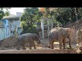 怒られても怒られてもママのそばに行きたいアルンくん【‎2024年‎12月10日】【上野動物園】アジアゾウ