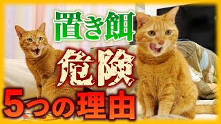 猫に置き餌が危険な5つの理由