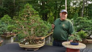 Top 5 Bonsai Trees for Beginners