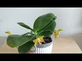 orchids by hausermann haul update 1 year before u0026 after orchid growth u0026 blooms part 1