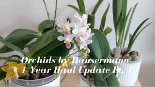 Orchids by Hausermann | Haul Update - 1 Year Before \u0026 After Orchid Growth \u0026 Blooms Part 1