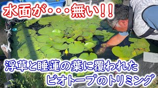 【めだか】ビオトープのトリミング！メダカの為に水面を取り戻せ！！Ｂ型おやじ