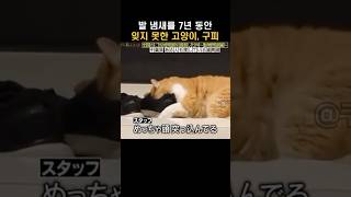 발냄새를 너무 좋아하는 고양이, 구피