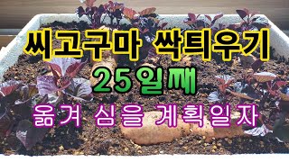 [텃밭농부.930]  씨고구마 싹틔우기 25일째. 옮겨 심을 계획일자?