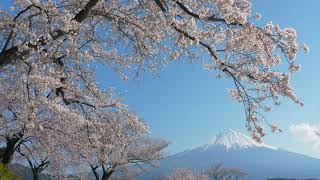 MOUNT FUJI ASCENSION / MEDITATE, SLEEP, YOGA, SPA ROOM, RELAXING MUSIC, DRUMS, CHERRY BLOSSOMS, 富士山