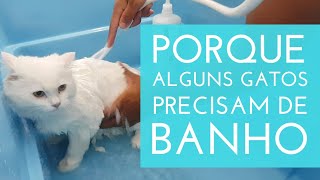 Porque Alguns Gatos Precisam de Banho | Gato é Vida #gatoevida