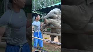 Elefante Necesitado de ATENCIÓN #shorts