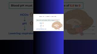 Blood pH and CO2! #co2 #respiration #lungs #ventilation #ph #acidity #blood #physiology