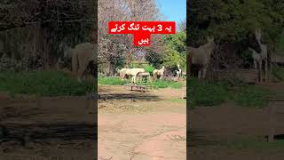 three horse riding|  یہ 3 بہت تنگ کرتے ہیں