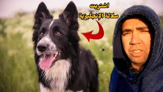 اشتريت ابناء...من اذكى الكلاب في العالم