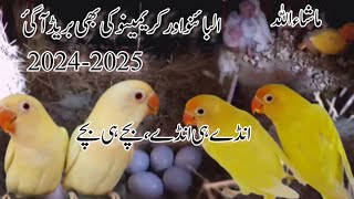 My Lovebirds Breeding Progress Season 24 To 2025||