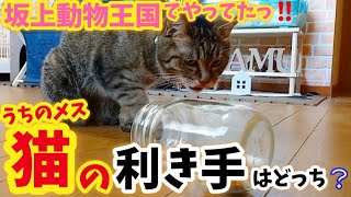 【坂上動物王国】実はメス猫の利き手は8割◯利きらしいっ！！うちのメス猫調べてみたら衝撃の結果だった…っ！！