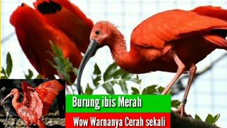 Burung rawa berwarna merah jambu ibis merah Eudocimus ruber scarlet ibis bird