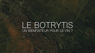 Le Botrytis, un bienfaiteur pour le vin ? - TPE S