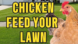 How Chicken Feed Can Transform Your Lawn