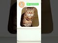 Pasos para educar a tu gato a usar su caja de arena Pt.1🐈 🐾