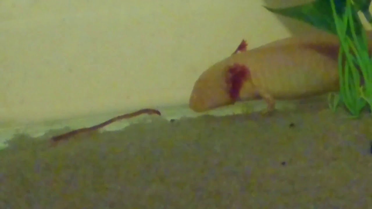 Axolotl Munching Worm - YouTube