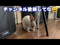 子うさぎ特集❗生後二週間の赤ちゃんたち❗ラブリーラビット名古屋本店さんでもうすぐデビューです😍