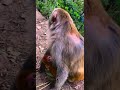 The Monkey TRICK That's Going VIRAL!