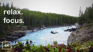 LIVE🌳: Relax with Nature  | Hours of Wildflowers, Birds, Rivers, Rain \u0026 Waves in 4K