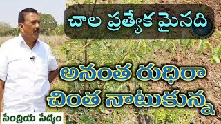 అనంత రుధిరా చింత నాటుకున్న //tamarind tree and garlic cultivation//multiple crops,natural forming.