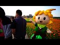 2019桃園花彩節 大溪展區 月眉李騰芳古厝 jeff 4k video taiwan taoyuan daxi flower festival cosmos landscape jeff0007