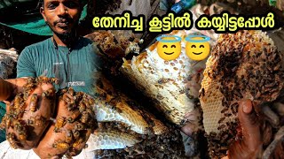 തേനീച്ച കൂട്ടിൽ കയ്യിട്ടപ്പോൾ |Honeybee|Advanture|