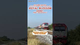 【🇹🇭タイ国鉄】ROYAL BLOSSOM元14系はまなす高速通過！#タイ国鉄 #train #การรถไฟแห่งประเทศไทย #14系 #QSY #客車列車 #jr北海道 #アユタヤ