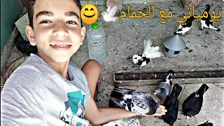 تربية حمام الزينة🕊/زغاليل جدد+الاجابة علی الاسئلة💟