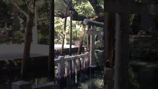 #パワースポット  #鹿島神宮 #御手洗池 #みたらしいけ #癒し #癒し動画 #神秘的 #日本 #日本の景色