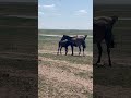 😍😍😍😍😍 ауыл жылқы horse вайб рекомендации құлын animals жылқышаруашылығы қымыз