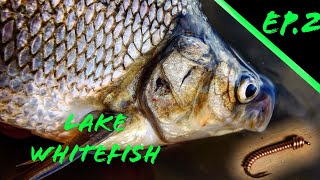 Chunky Lake Whitefish! M.S.C Episode 2 (Spin Fishing)