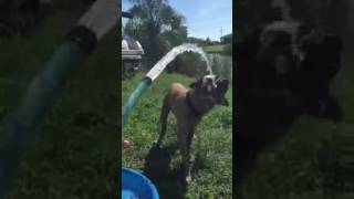 Rescued mastiff, Apollo, drinking straight from the hose!