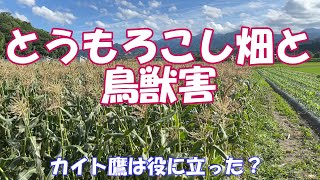 とうもろこし畑と鳥獣害とカイト鷹は役立った？私のところではそんなに被害はないですが、結構　被害はどうしてるの？って聞かれますので！